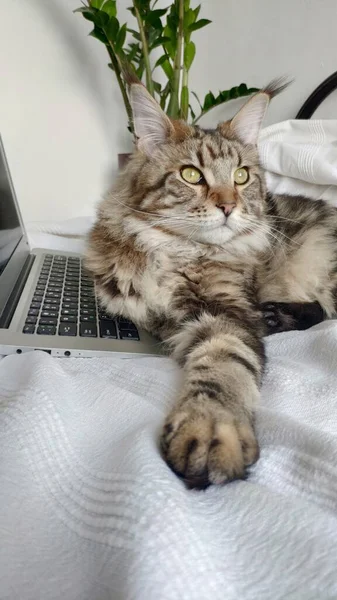 Portrait Maine Coon Cat Lies Bed Works Laptop Selective Focus — Stock Photo, Image