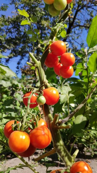 有機野菜の庭 選択的フォーカス コピースペースで枝に熟した赤い天然トマトの新鮮な束 — ストック写真