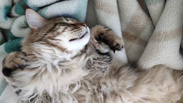 Gato Bonito Tabby Dormindo Cama Coberto Com Manta Pele Falsa — Fotografia de Stock