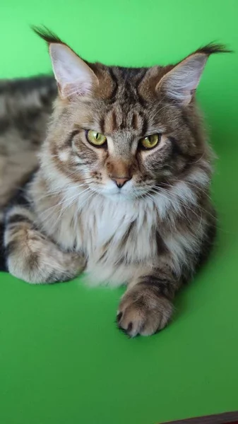 緑の背景に隔離されたメインのクマ猫の肖像 クロマキーの若い猫 選択的な焦点 — ストック写真