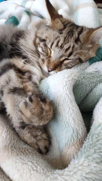 Mignon Chat Tabby Dormant Sur Lit Recouvert Une Couverture Fausse — Photo