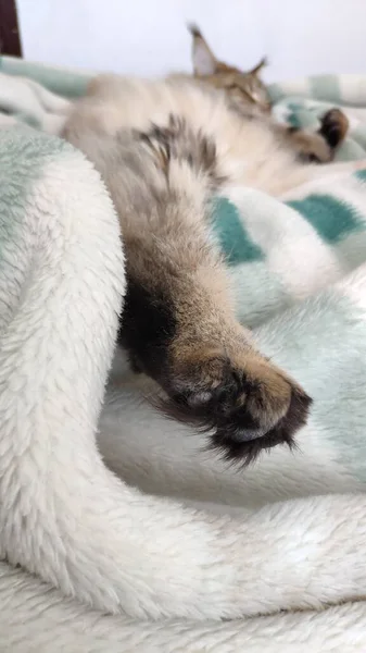 Niedliche Gestromte Katze Schläft Auf Bett Mit Kunstpelzdecke Bedeckt Komfortabler — Stockfoto