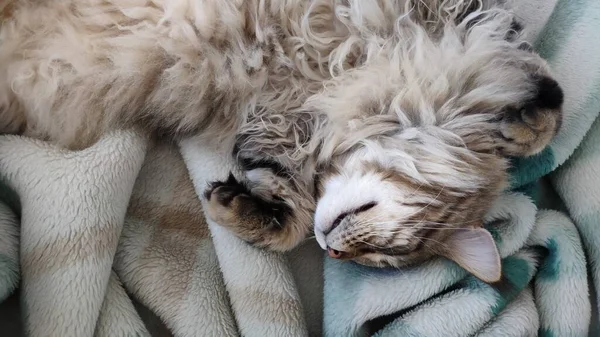 Schattig Tabby Kat Slapen Bed Bedekt Met Faux Fur Deken — Stockfoto