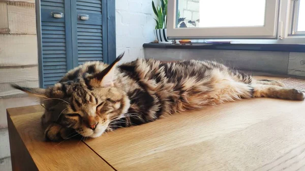 Primer Plano Retrato Gran Sueño Maine Coon Gato Acostado Mesa — Foto de Stock
