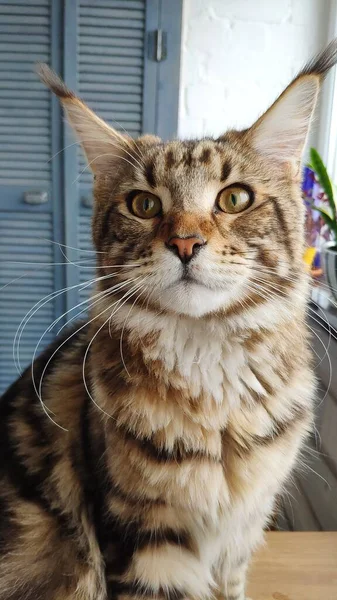 Potret Tertutup Kucing Maine Coon Besar Tergeletak Meja Kayu Dapur — Stok Foto