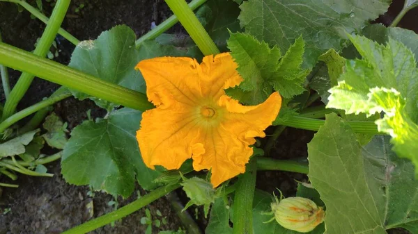 Fondo Giardinaggio Con Pianta Zucchine Piena Terra Vista Dall Alto — Foto Stock