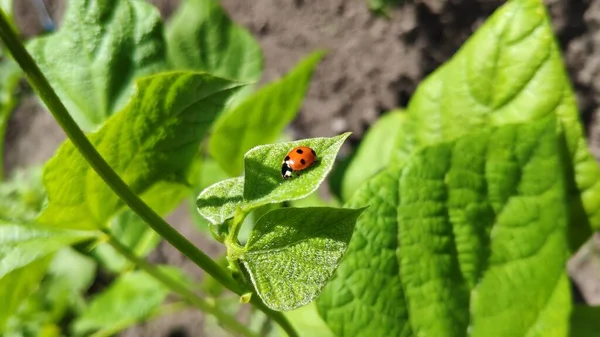 Close up of ladybug on green leaves in vegetable garden, selective focus, mobile photo