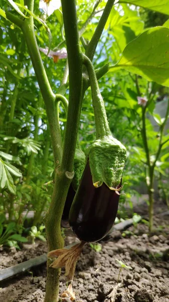 Fresh Unripe Organic Eggplant Purple Eggplant Grows Greenhouse Farm Concept — Stock Photo, Image