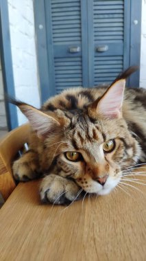 Minimalist iç mutfakta ahşap masada uzanan büyük, uykulu Maine Rakun 'un portresi, seçici bir odak noktası.