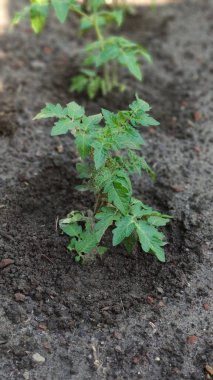 Sebze bahçesinde topraktan filizlenen yeşil domatesler, yeşil çiftlik konsepti, seçici odak