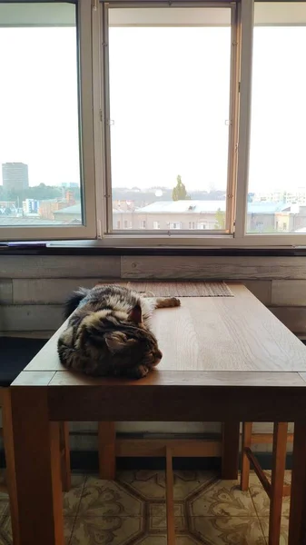 Nahaufnahme Porträt Einer Verschlafenen Maine Coon Katze Die Auf Einem — Stockfoto