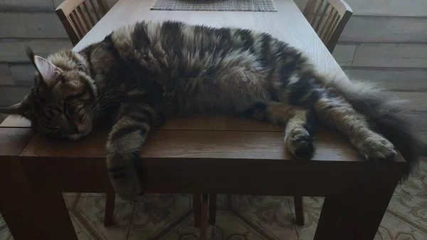 Närbild Porträtt Stora Sömniga Maine Coon Katt Liggande Trä Bord — Stockfoto