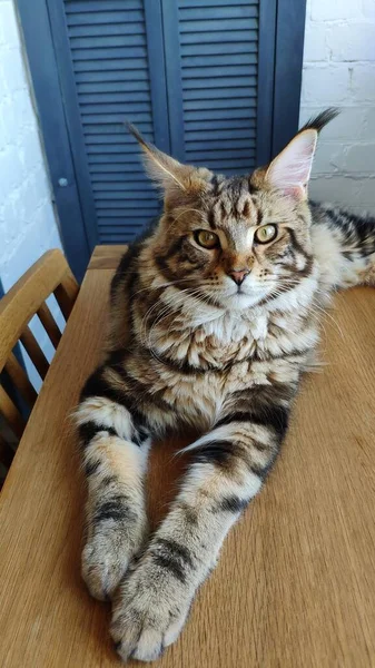 Potret Tertutup Kucing Maine Coon Besar Tergeletak Meja Kayu Dapur — Stok Foto