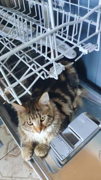 Curious Maine Coon Cat Sitting Open Dishwasher Top View Selective — Stock Photo, Image