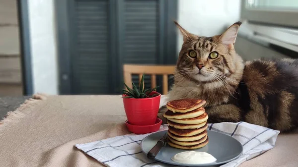 Maine Coon Cat Sitting Next Plate High Stack Homemade Pancakes — Stock Photo, Image