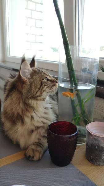 Curious Maine Coon Cat Drinks Water Aquarium Goldfish Kitchen Table — Stock Photo, Image