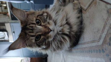 Tatlı maine rakunu kedi mutfakta yerde yatar ve kameraya bakar, kedi gerçek mutfakta, seçici odaklanma