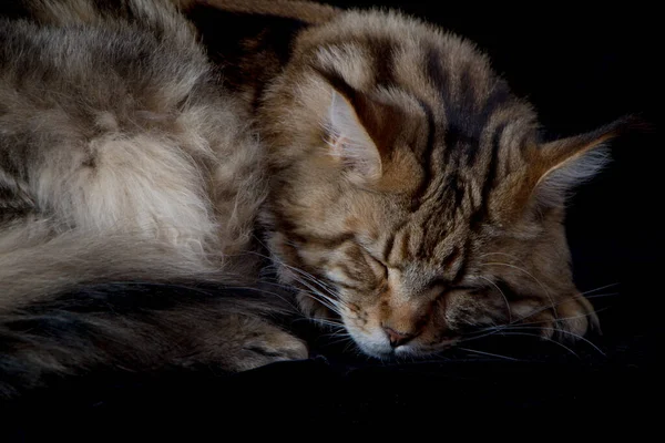 Maine Coon Cat Sfondo Nero Ritratto Gatto Domestico Messa Fuoco — Foto Stock