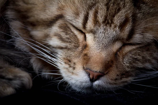 Maine Coon Cat Sfondo Nero Ritratto Gatto Domestico Messa Fuoco — Foto Stock