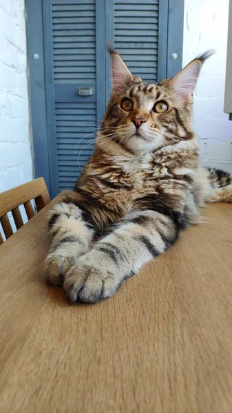 ミニマリストのインテリアキッチンで木製のテーブルの上に横たわる大きなメインコーン猫のクローズアップポートレート 選択的フォーカス — ストック写真