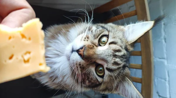 Maine Rakunu Kedi peynir, kedi ve yiyecek kokluyor, seçici odaklanma