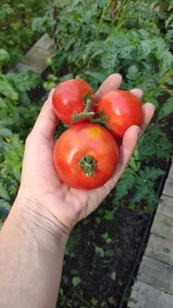 Bonde Hona Hand Hålla Mogna Röda Tomater Tomatplantor Bakgrund Selektivt — Stockfoto