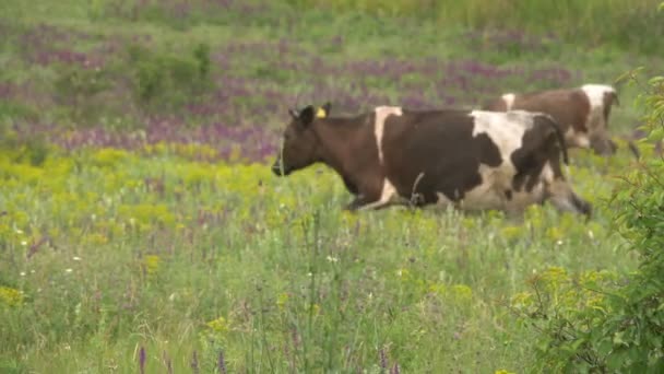 Les vaches paissent en été dans une prairie 