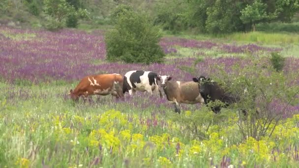 夏の牧草地で放牧牛 — ストック動画