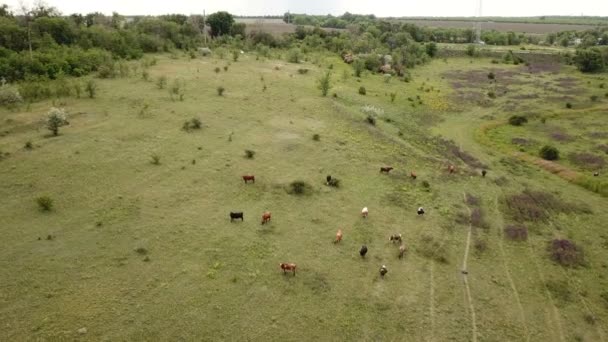 Krávy se pasou na louce. Letecký — Stock video