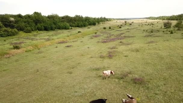 Корови пасуться на лузі. Повітряні — стокове відео