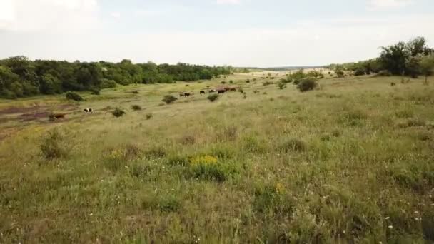 Les vaches paissent dans une prairie. Aérien — Video