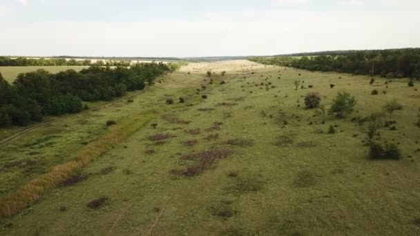 Les vaches paissent dans une prairie. Aérien 
