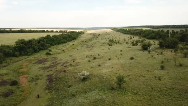 Les vaches paissent dans une prairie. Aérien 
