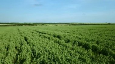 Uçuş alan yeşil bezelye