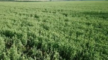 Uçuş alan yeşil bezelye