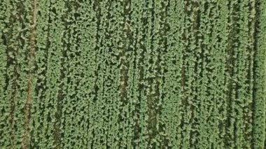 Uçuş alan yeşil bezelye