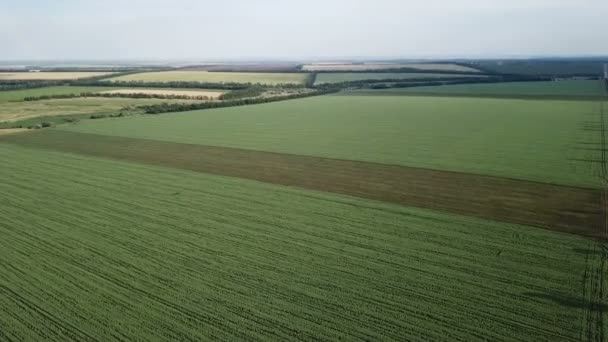 Vuelo sobre el campo de guisantes verdes — Vídeo de stock