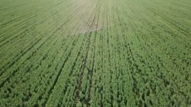 Uçuş alan yeşil bezelye