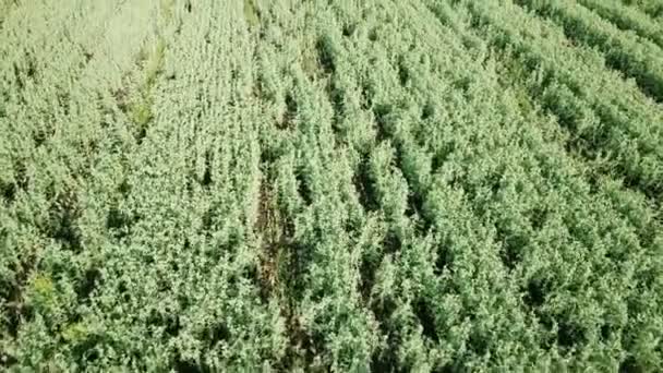 Letu nad polem zelený hrášek — Stock video