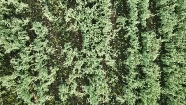 Voo sobre o campo de ervilhas verdes — Vídeo de Stock