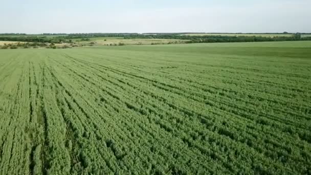 Vuelo sobre el campo de guisantes verdes — Vídeos de Stock