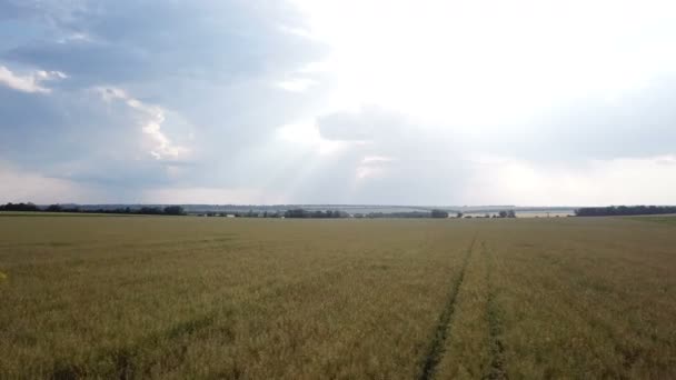 Vol au-dessus du champ de blé au coucher du soleil — Video