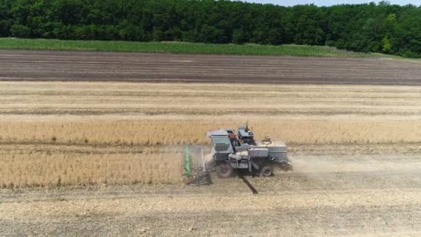 Old harvester reaps wheat. Aerial — Stock Video