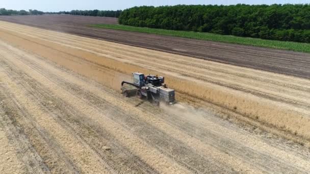 Oude harvester plukt tarwe. Luchtfoto — Stockvideo