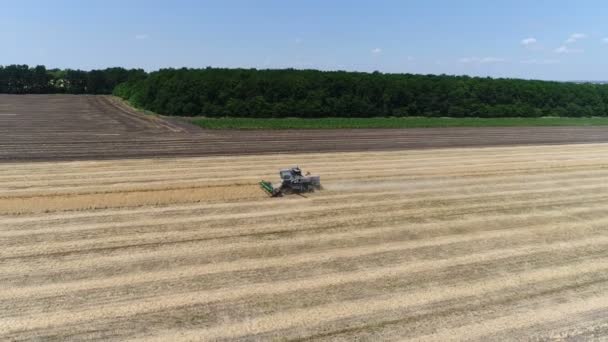 Staré kombajn sklízí pšenici. Letecký — Stock video
