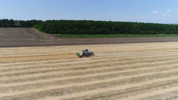 La vecchia mietitrice miete grano. Aerea — Video Stock