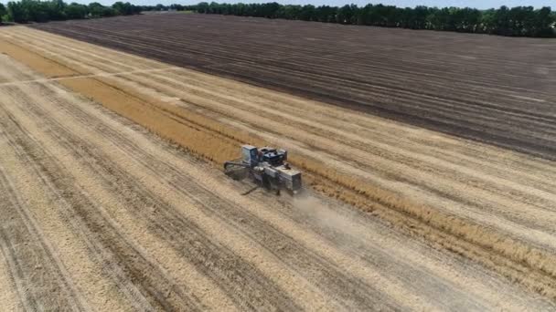 Old harvester reaps wheat. Aerial — Stock Video