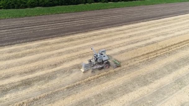 Old harvester reaps wheat. Aerial — Stock Video