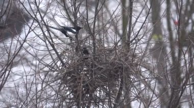 Kuş Saksağan bir yuva oluşturur