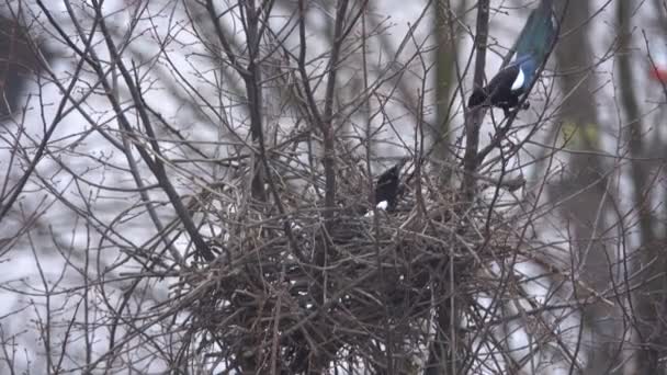 Pássaro magpie constrói um ninho — Vídeo de Stock